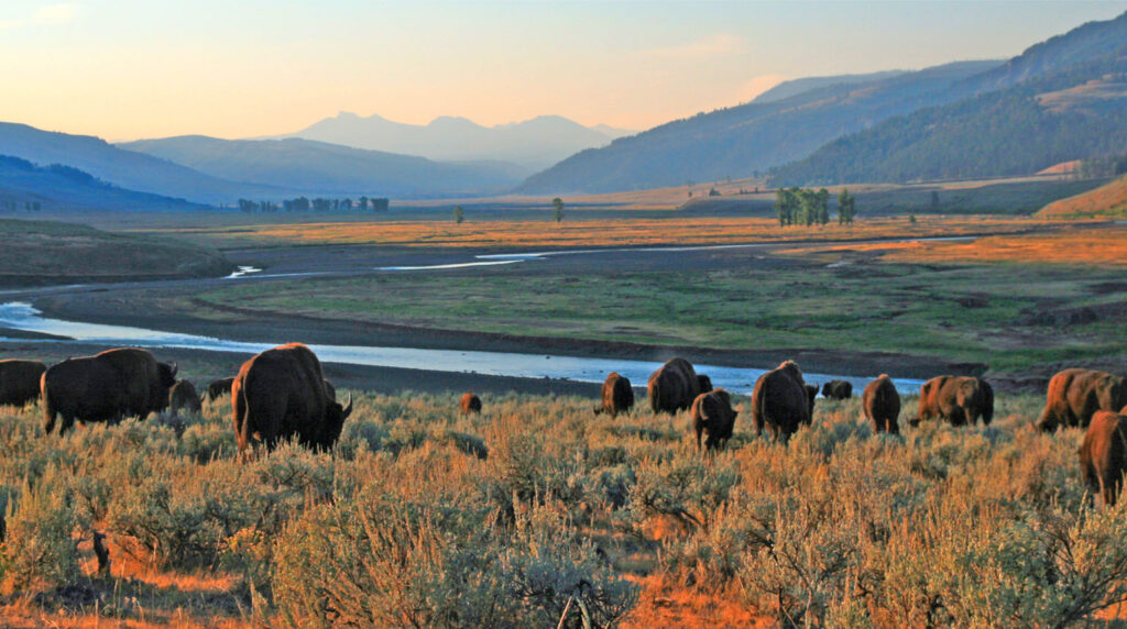 yellowstone national park