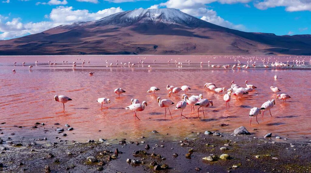 Laguna-Colorada-Worthy-Travel-Spots-to-Visit-in-2025