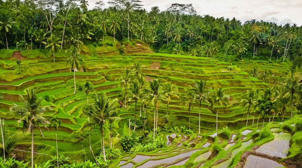 Tegallalang-Rice-Terraces-Worthy-Travel-Spots-to-Visit-in-2025