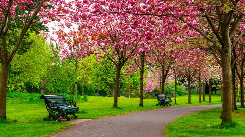 Cherry Blossoms in Dublin