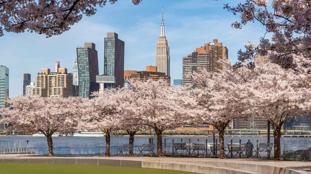 Cherry Blossoms in NYC, new york