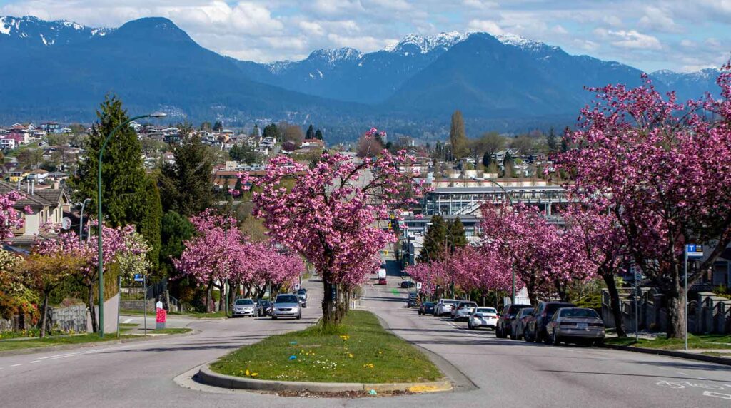 Cherry Blossoms in Vancouver, Canada