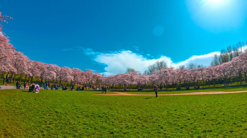 Cherry Blossoms in amsterdam netherlands