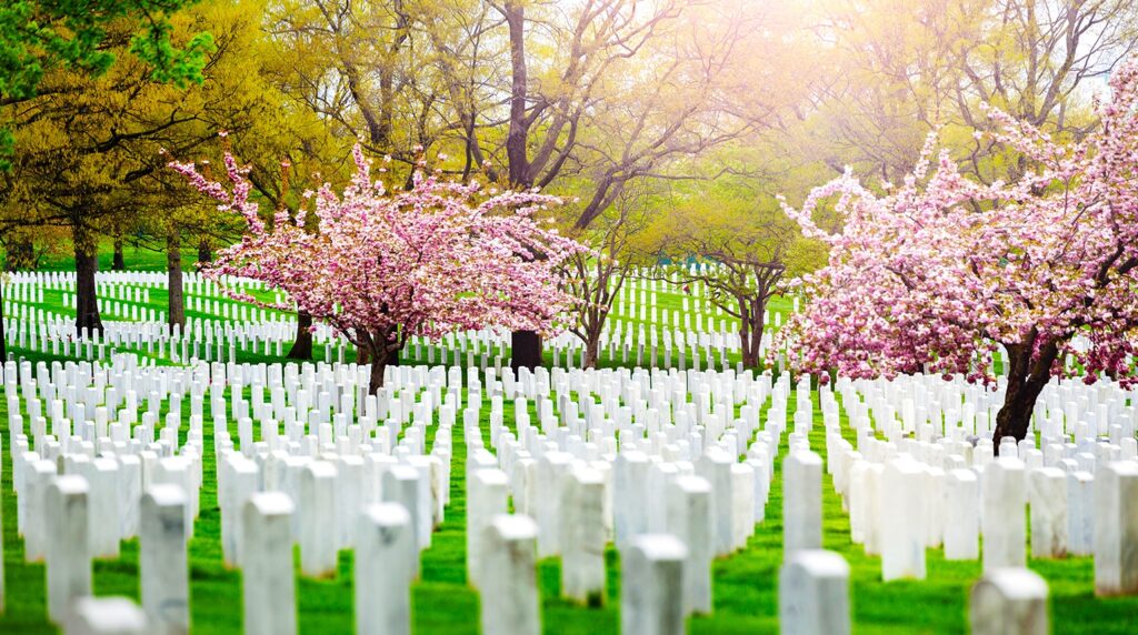 Cherry Blossoms in arlington cemetery