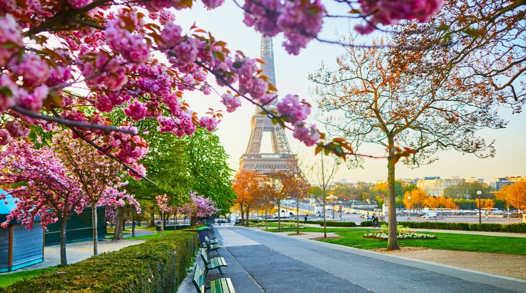 Cherry Blossoms in paris