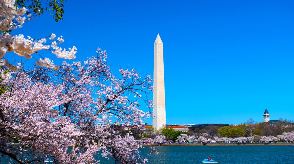 Cherry Blossoms in tidal basin